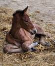 Superbe foal SF, TBO CSO