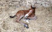 Superbe foal SF, TBO CSO