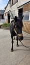 Ponette 4ans pratique