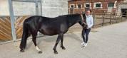 Ponette 4ans pratique