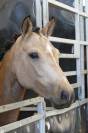 Top ponette 