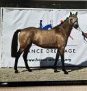Top ponette 