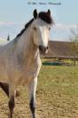 Top poney 