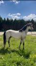Top poney 