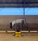 Top poney 