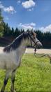 Top poney 