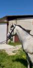 Top poney 