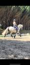 Top poney pour la reproduction 