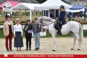 Top poney pour la reproduction 