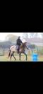 Jeune Jument (PRExPSL)