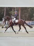 Gelding KWPN Dutch Warmblood For sale 2018 Black