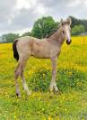 Magnifique poulain isabelle 