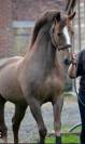 Poulain PFS