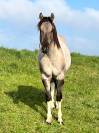 Jeune étalon Paint Horse