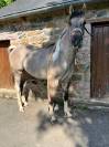 Jeune étalon Paint Horse