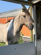 Jeune étalon Paint Horse