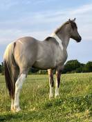 Jeune étalon Paint Horse