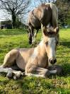 Pouliche Paint Horse