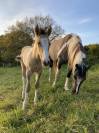 Pouliche Paint Horse