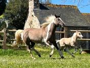 Pouliche Paint Horse