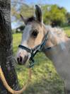 Pouliche Paint Horse