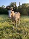 Pouliche Paint Horse