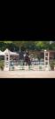 Pony da salto