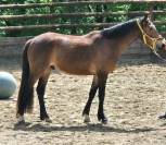 Poney D 3 ans Gros potentiel 