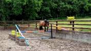 Poney D 3 ans Gros potentiel 