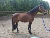 Poney D 3 ans Gros potentiel 
