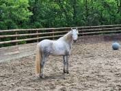 Ponette Connemara 3 ans Gros potentiel