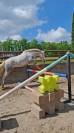 Ponette Connemara 3 ans Gros potentiel