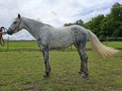 Ponette Connemara 3 ans Gros potentiel