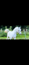 Pur sang arabe 5 ans toise 152cm entier 