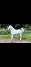 Pur sang arabe 5 ans toise 152cm entier 