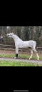 Pur sang arabe 5 ans toise 152cm entier 