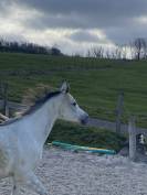 Jument pur sang arabe 9 ans 151cm