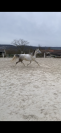 Jument pur sang arabe 9 ans 151cm