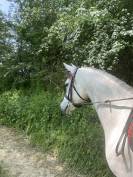 Jument pur sang arabe 9 ans 151cm