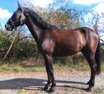 Poney pfs 6ans pour cce