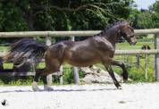 Magnifique hongre PFS bai foncé de 2 ans