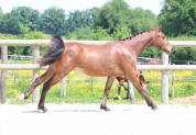 Hongre WPB de 2 ans 