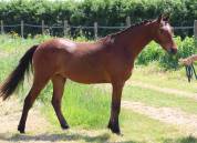 Hongre WPB de 2 ans 