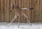 Hongre WPB isabelle de 2025