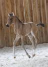 Hongre WPB isabelle de 2025