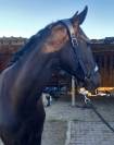 Cheval Hanovrien 
