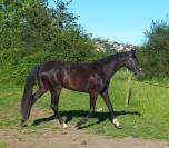 Cheval Hanovrien 