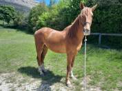 Elégant hongre de 3 ans