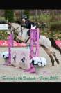 Gelding Connemara For sale 2014 Buckskin