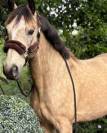 Gelding Connemara For sale 2014 Buckskin